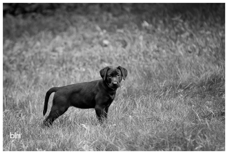 Webber-Puppies_072115-3991.jpg