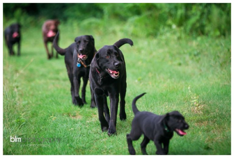 Webber-Puppies_072115-4106.jpg