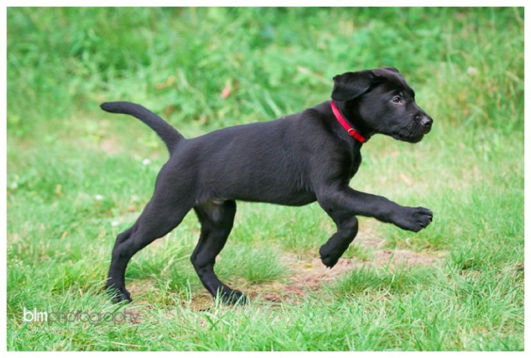 Webber-Puppies_072115-4125.jpg