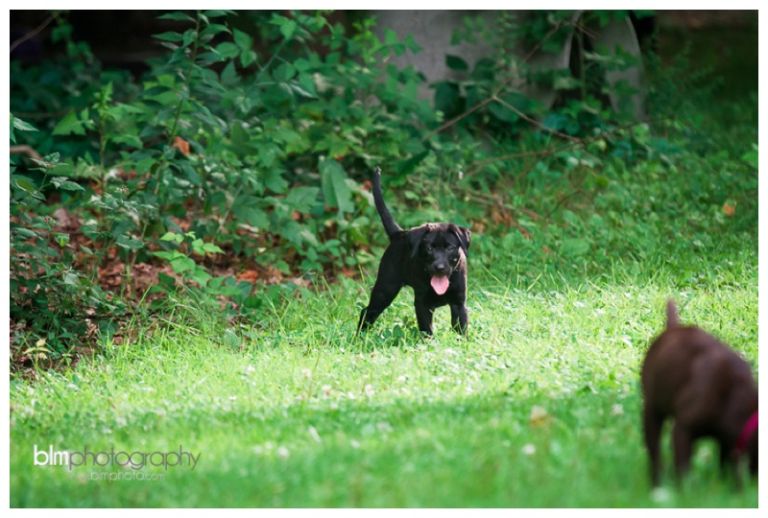 Webber-Puppies_072115-4149.jpg