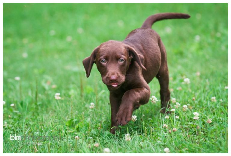 Webber-Puppies_072115-4155.jpg