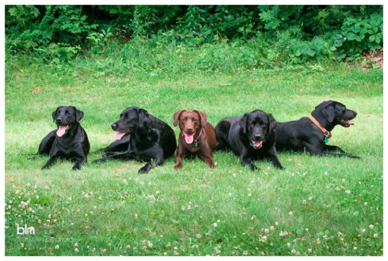 Webber-Puppies_072115-4177.jpg