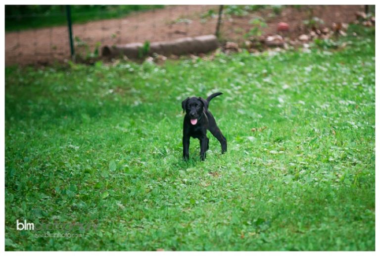 Webber-Puppies_072115-4252.jpg