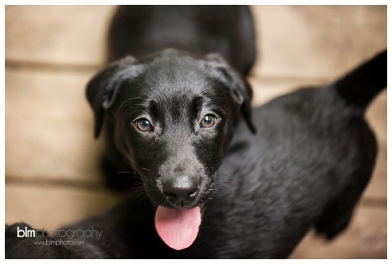 Webber-Puppies_072115-7921.jpg