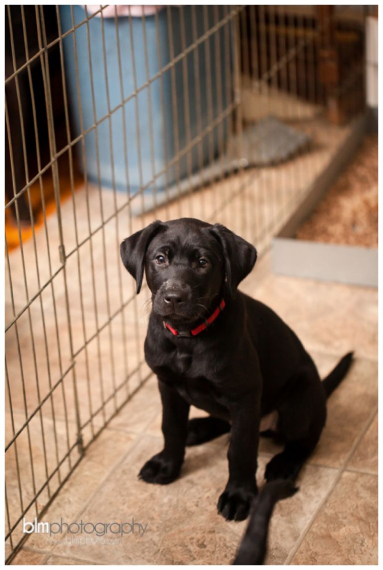 Webber-Puppies_072115-7931.jpg
