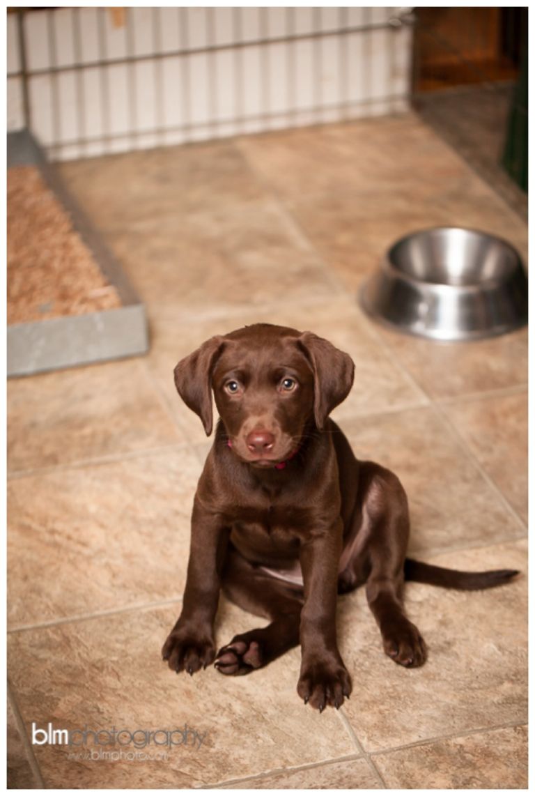Webber-Puppies_072115-7954.jpg