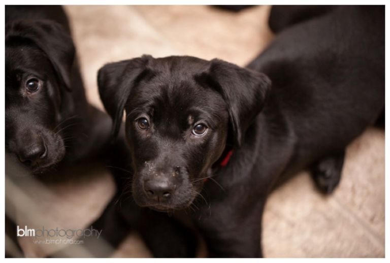 Webber-Puppies_072115-7959.jpg