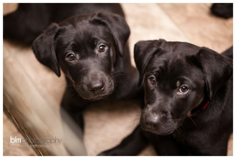 Webber-Puppies_072115-7960.jpg
