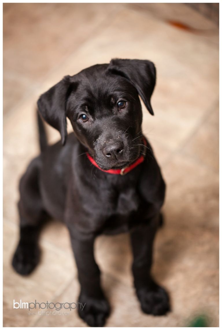 Webber-Puppies_072115-7966.jpg