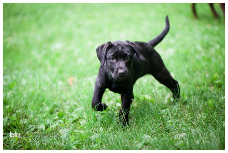 Webber-Puppies_072115-8013.jpg