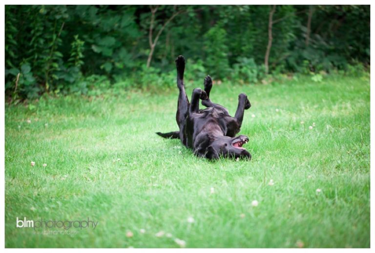 Webber-Puppies_072115-8073.jpg