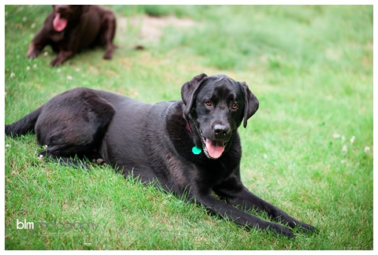 Webber-Puppies_072115-8077.jpg