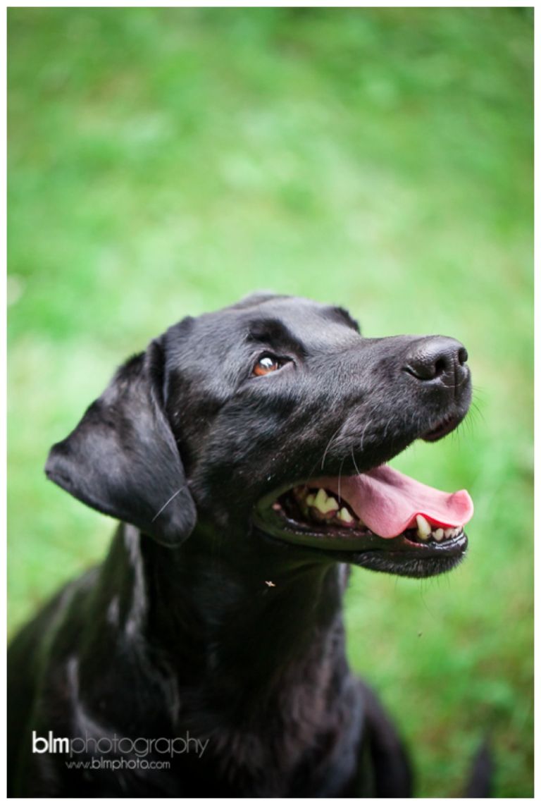 Webber-Puppies_072115-8091.jpg