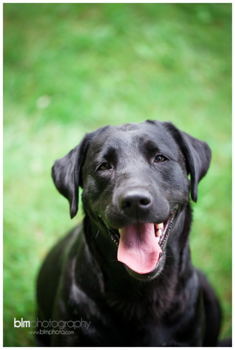 Webber-Puppies_072115-8093.jpg