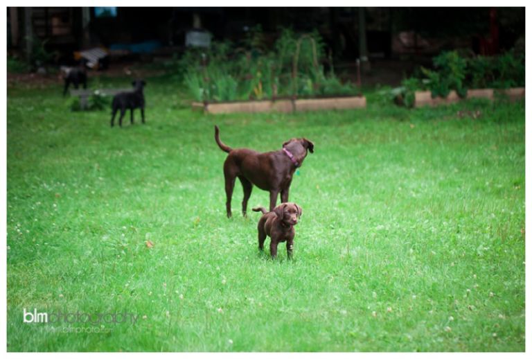 Webber-Puppies_072115-8103.jpg