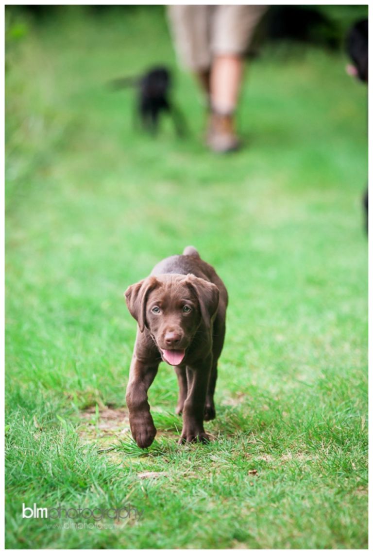 Webber-Puppies_072115-8152.jpg