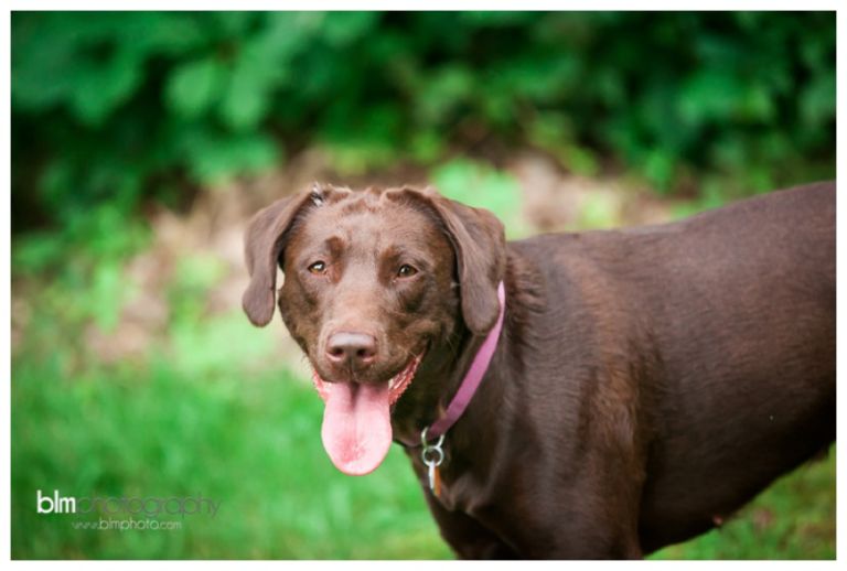 Webber-Puppies_072115-8173.jpg
