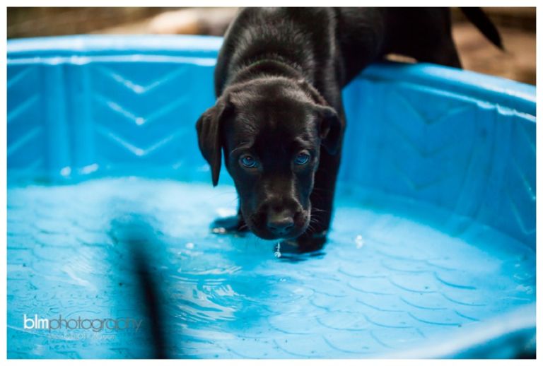 Webber-Puppies_072115-8250.jpg