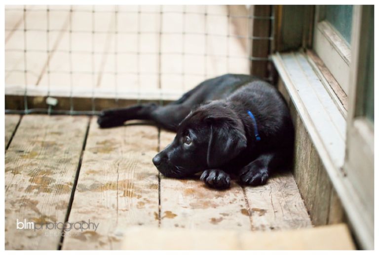 Webber-Puppies_072115-8259.jpg