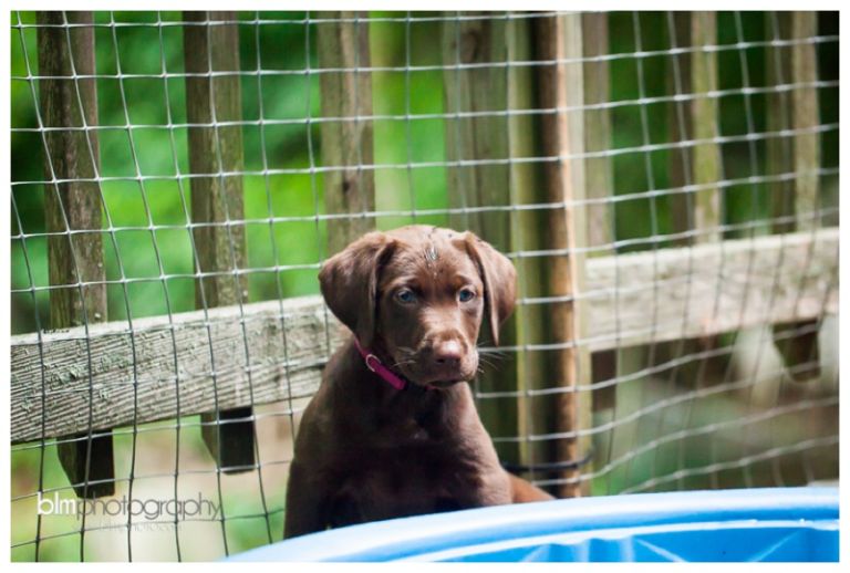 Webber-Puppies_072115-8262.jpg