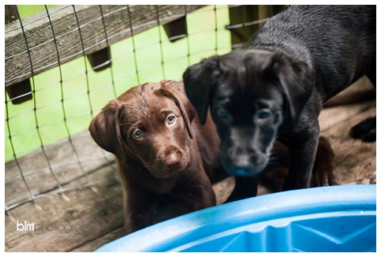 Webber-Puppies_072115-8270.jpg