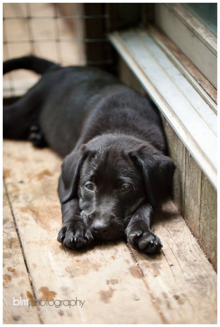 Webber-Puppies_072115-8274.jpg