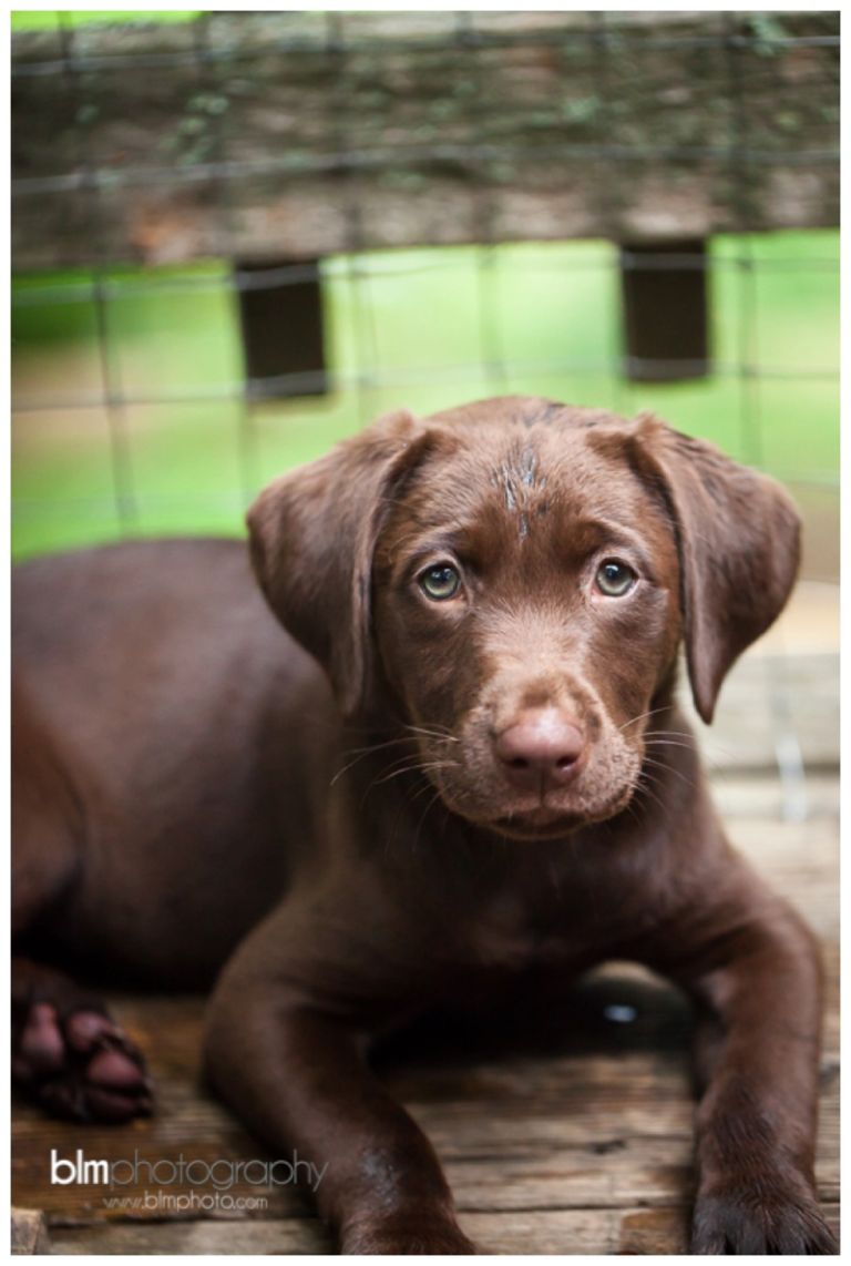 Webber-Puppies_072115-8285.jpg