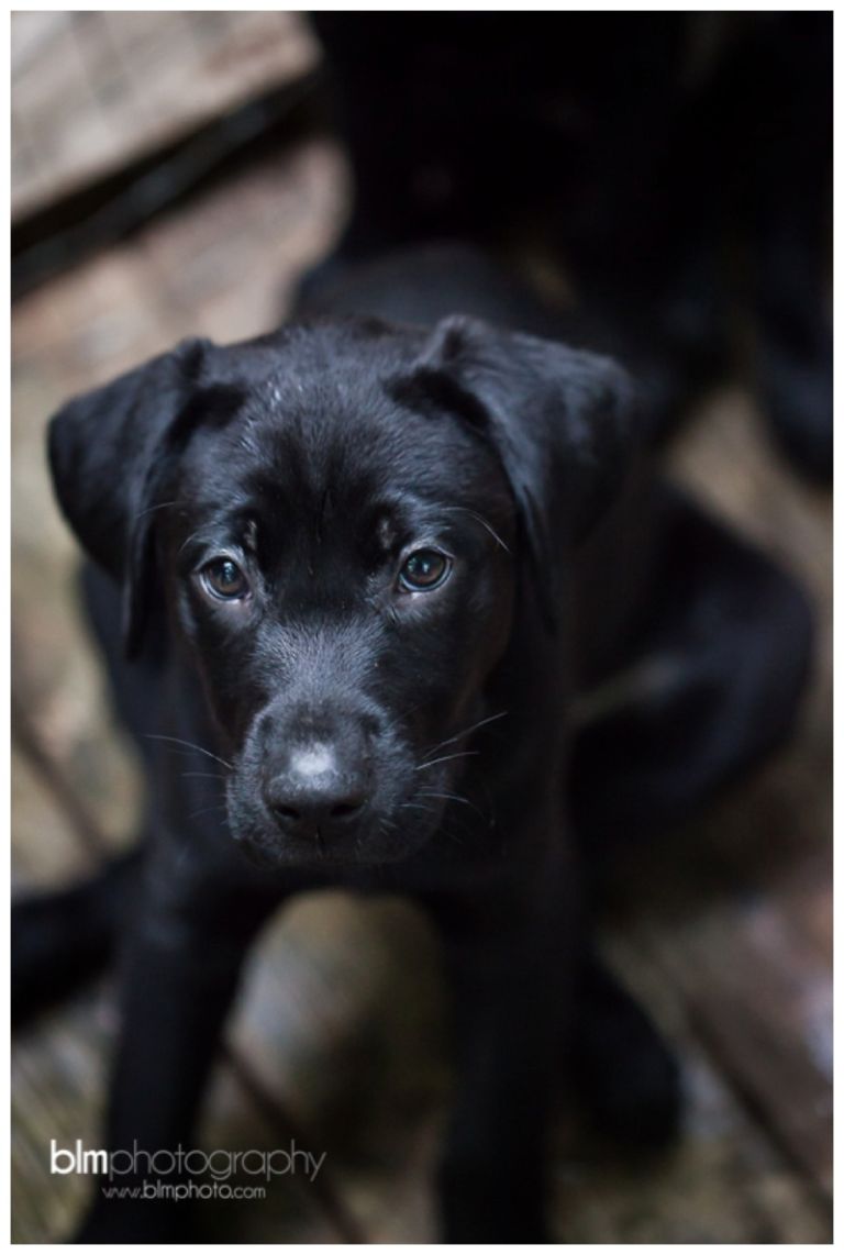 Webber-Puppies_072115-8304.jpg