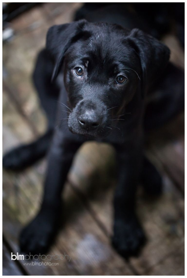 Webber-Puppies_072115-8310.jpg
