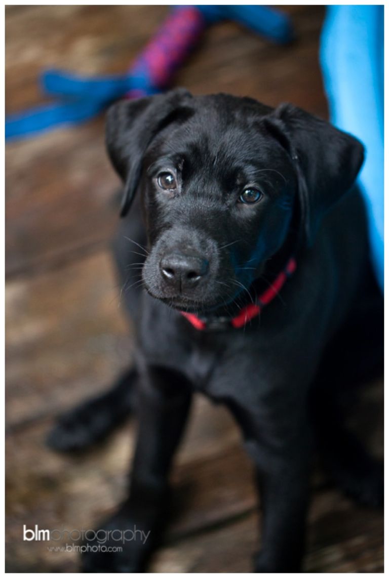 Webber-Puppies_072115-8336.jpg