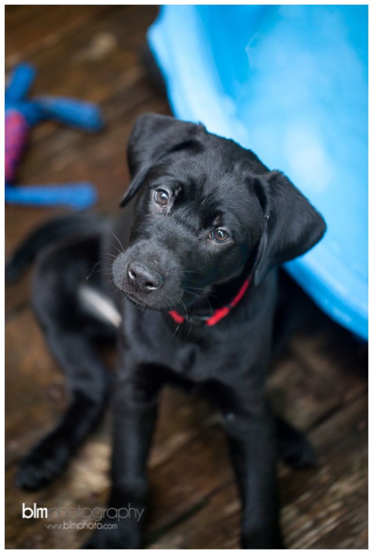 Webber-Puppies_072115-8349.jpg