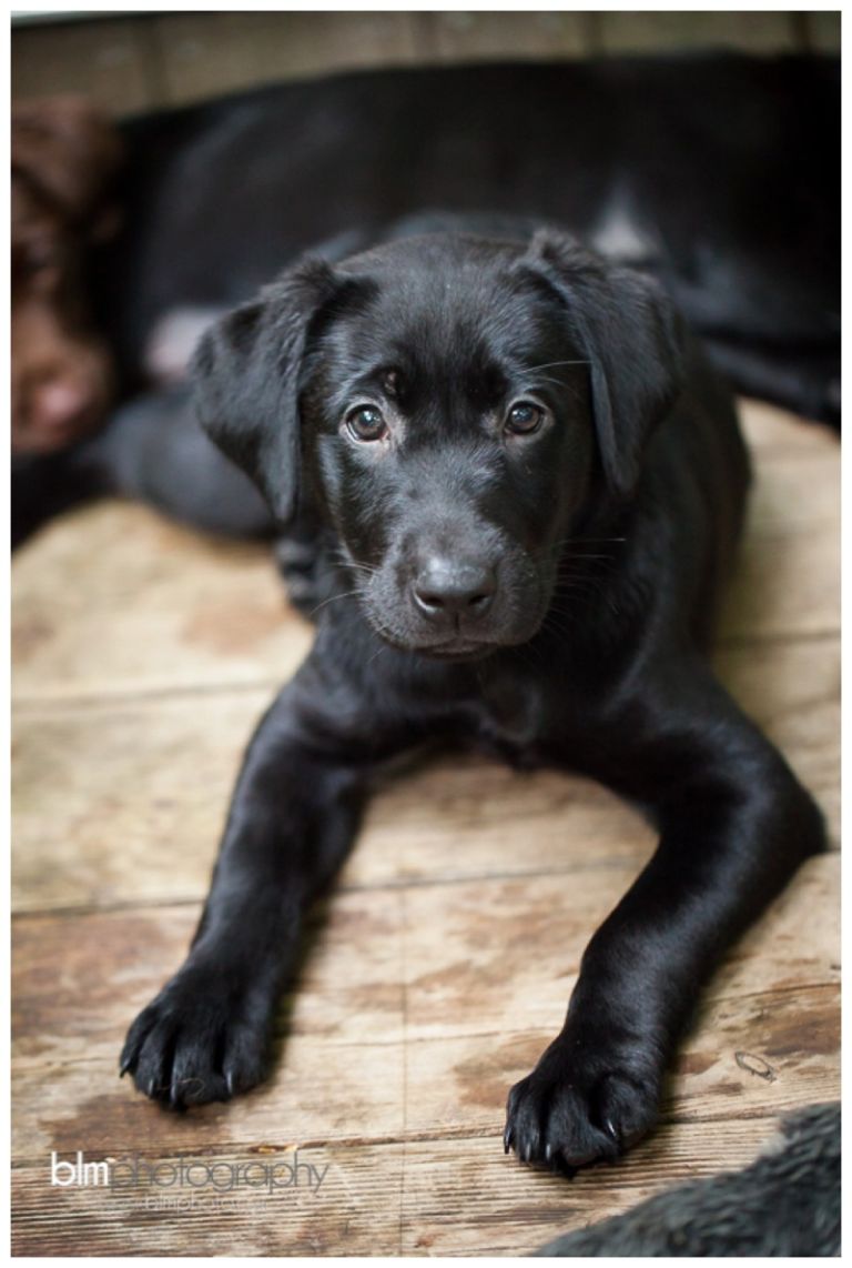 Webber-Puppies_072115-8373.jpg