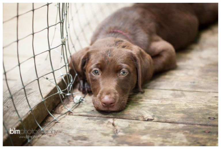 Webber-Puppies_072115-8389.jpg