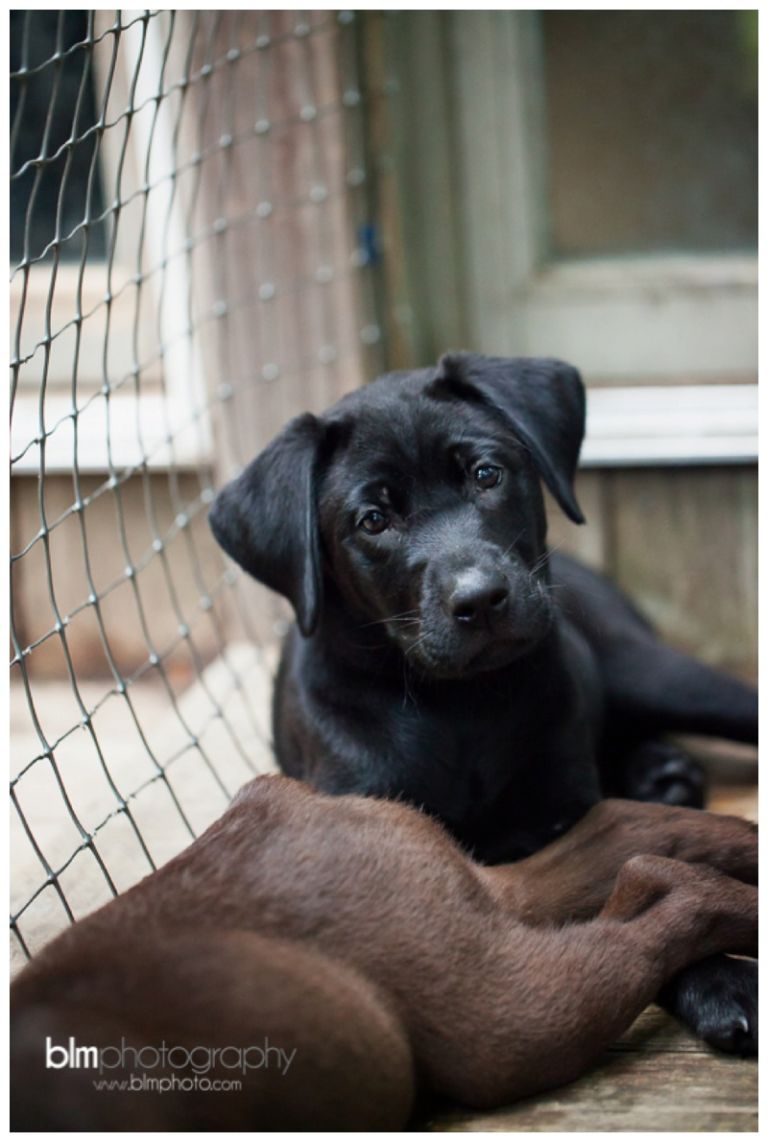 Webber-Puppies_072115-8412.jpg