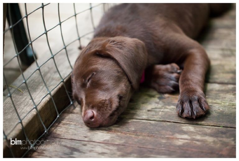 Webber-Puppies_072115-8427.jpg