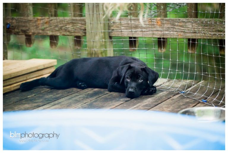 Webber-Puppies_072115-8430.jpg