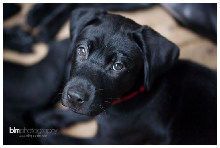 Webber-Puppies_072115-8475.jpg